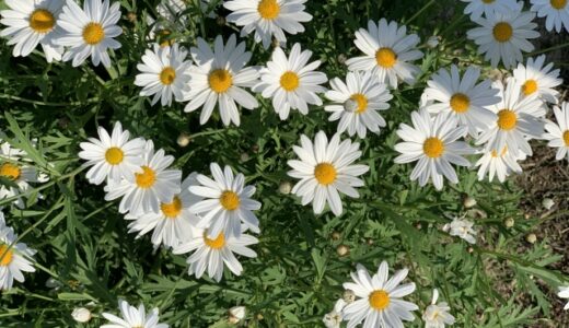 【通院以外の方法】虐待やいじめのトラウマ除去が進んだ話【PTSD】